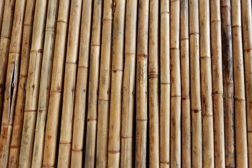 bamboo structure