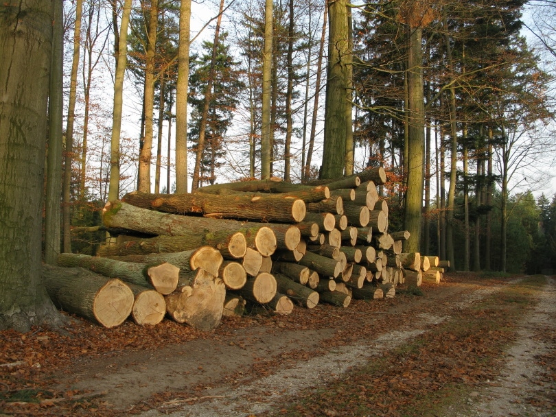 beech wood