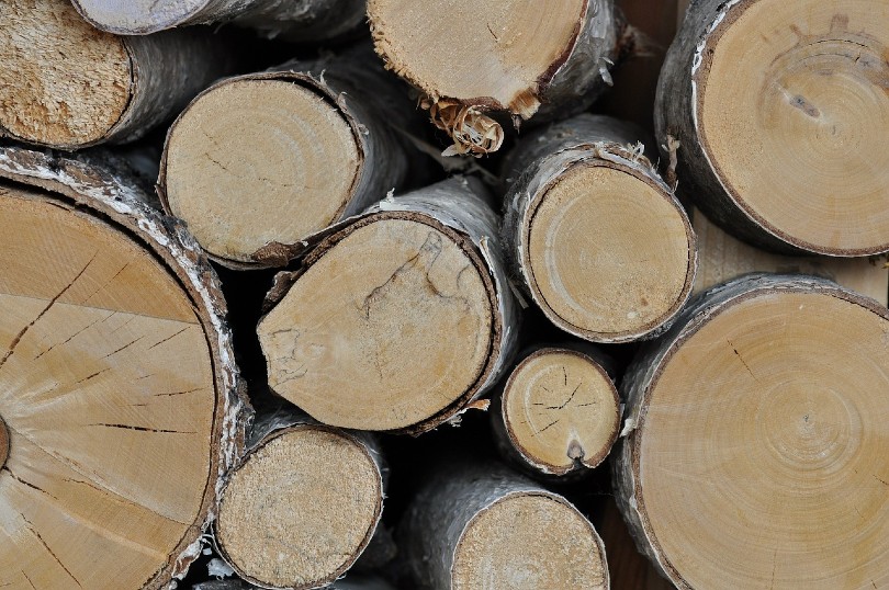 birch wood trunks