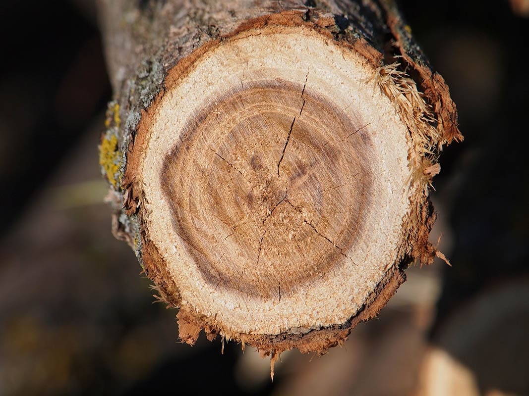 Black locust log