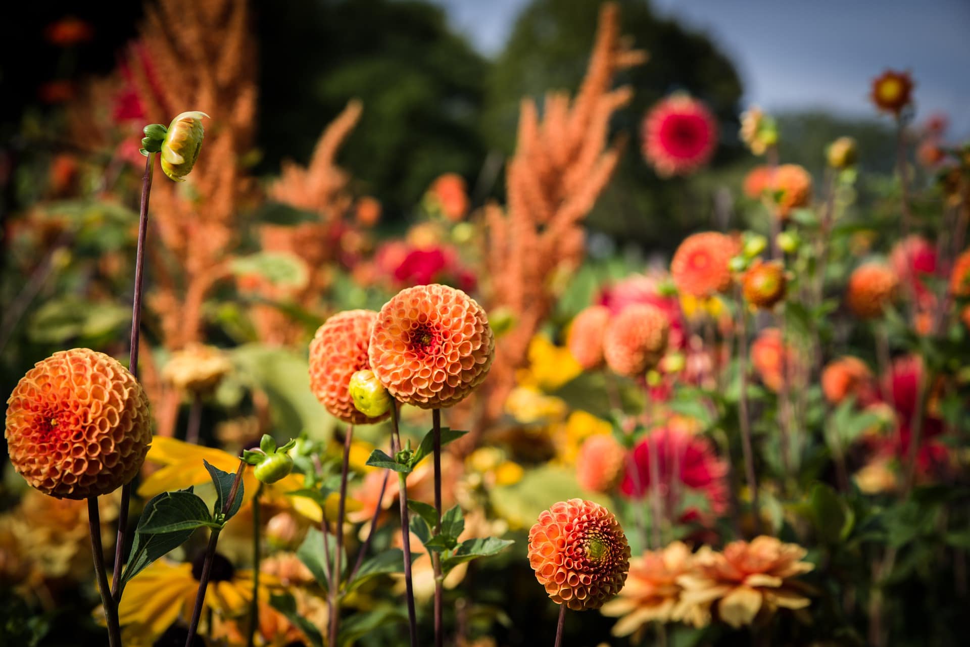 Dahlia