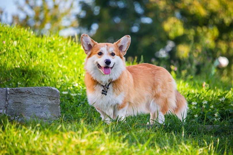 Dog in the lawn