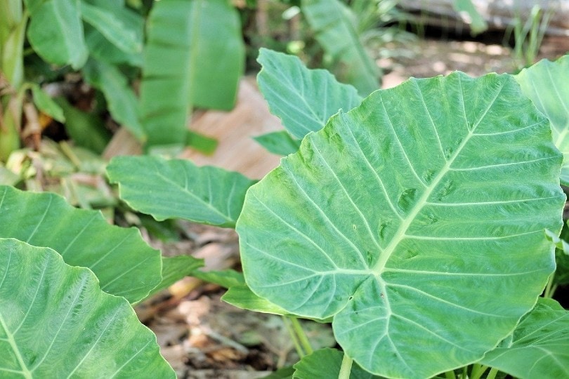 Elephant’s Ear