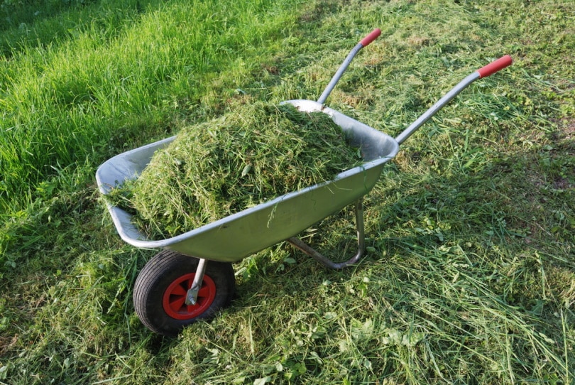 grass clippings in wheelbarrow