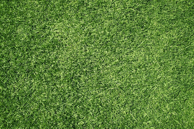 Grass