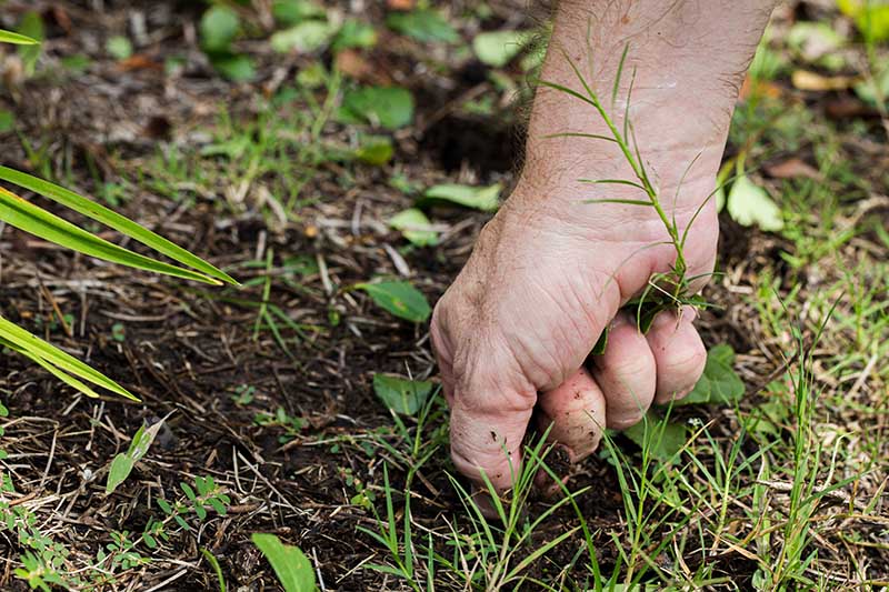 man pulling weed
