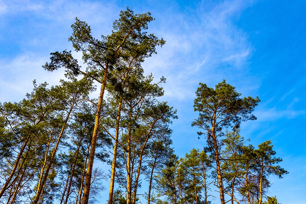 Red Pine Tree_ArtMediaFactory_Shutterstock